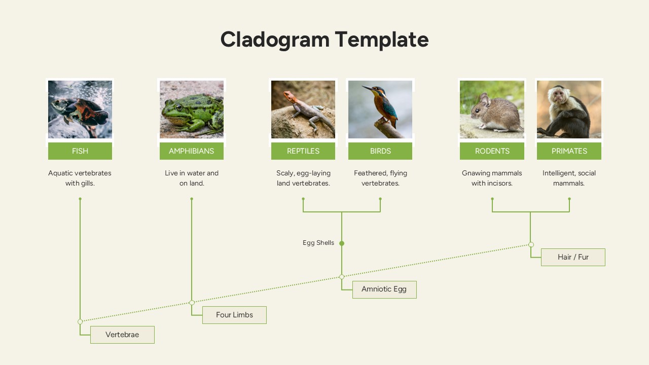 Cladogram using real animal photos for fish, amphibians, reptiles, and mammals.